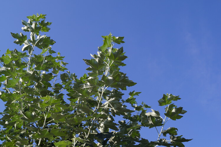 Populus alba (20)
